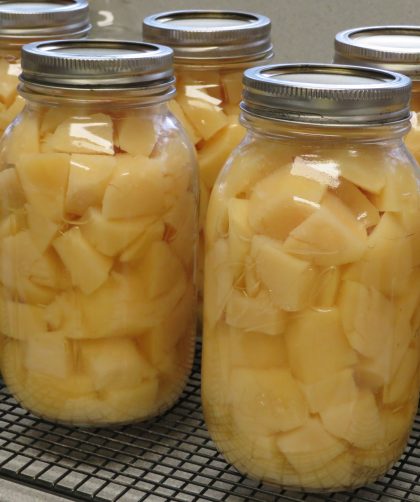 Quart jars of home canned gold potatoes