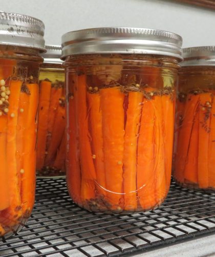 Pint jars of Garlic Dill PIckled Carrots