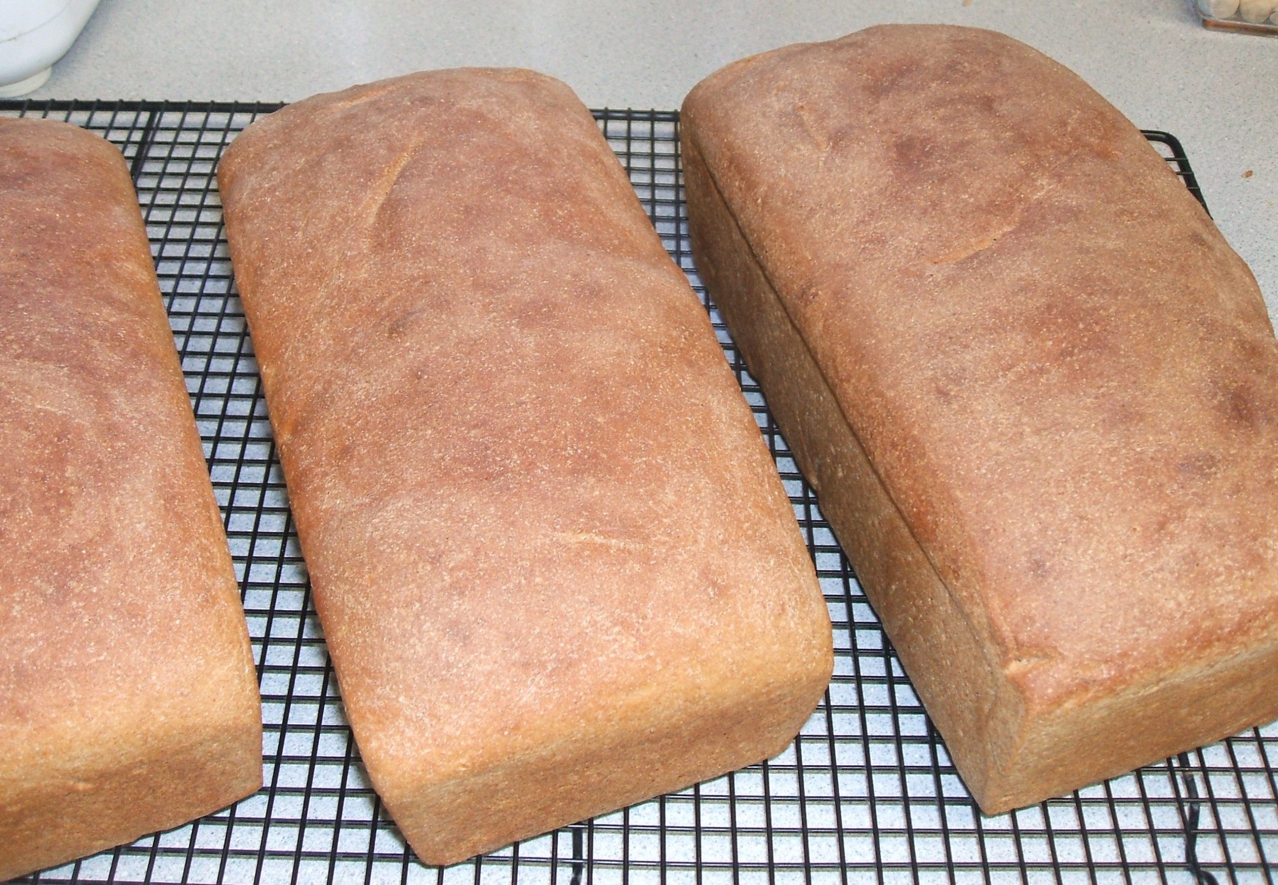 Three loaves of whole wheat bread on cooling racks