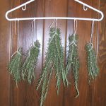 Rosemary hanging to dry
