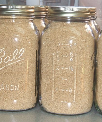 Amaranth dry packed in quart canning jars